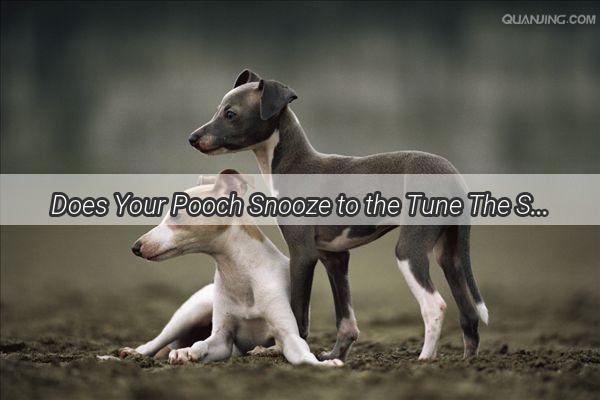 Does Your Pooch Snooze to the Tune The Surprising Benefits of Music for Dog Naps